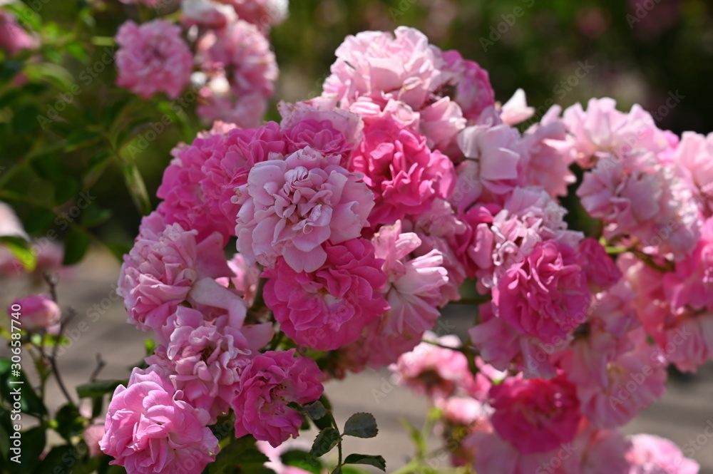 Pink flowers