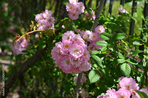 Pink flowers