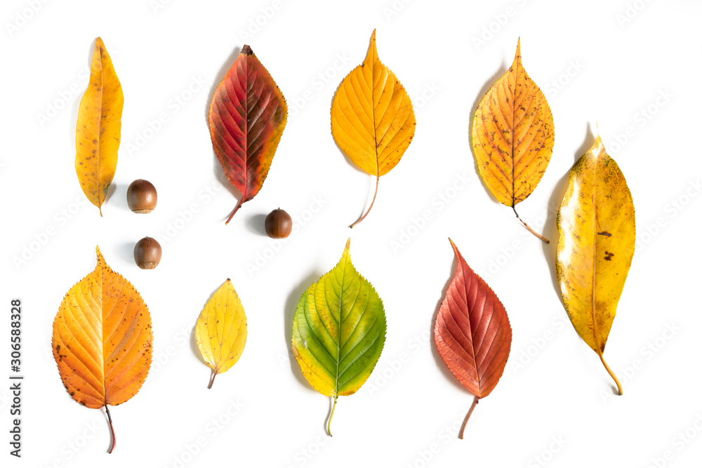 Obraz premium 枯葉とどんぐり