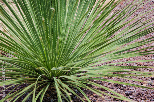 Long, sharp, thorny leaves of a green desert spoon, dasylirion acrotrichum photo
