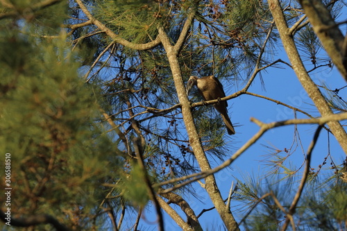 friarbird photo