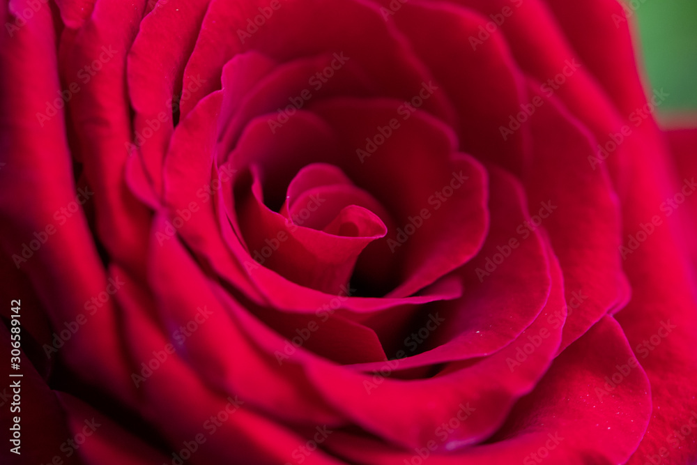 rosa vermelha com close nas pétalas