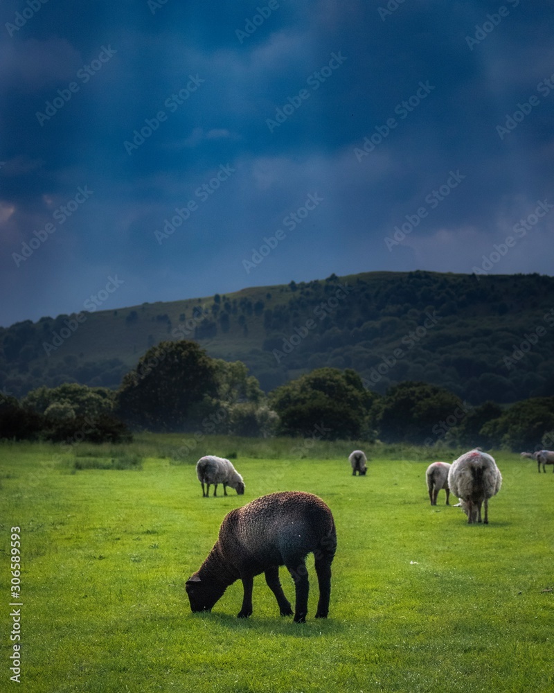 Fototapeta premium herd of sheep on pasture