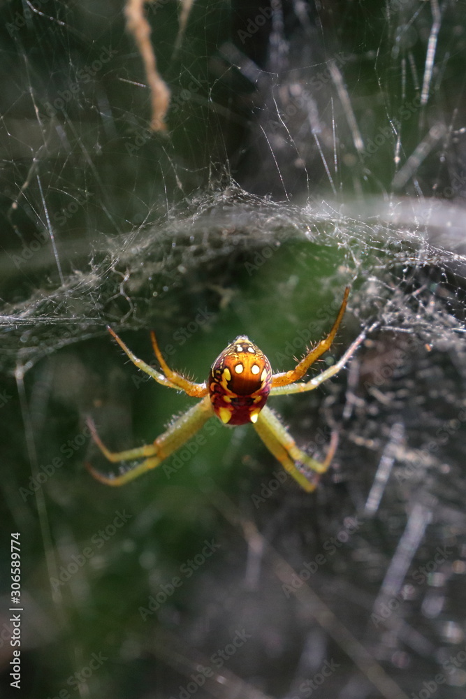 spider spider