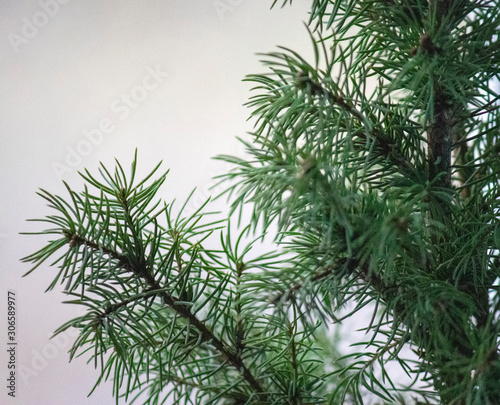 Christmas tree branches close up background