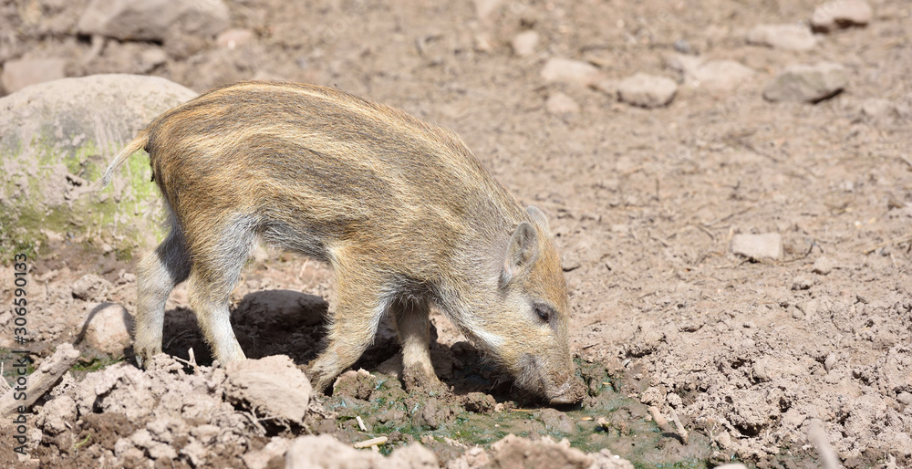 Little young piggy picking his nose in dirty soil Little young piggy picking his nose in dirty soil
