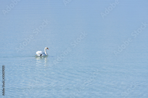 White swan swims in the city river and looks at the camera