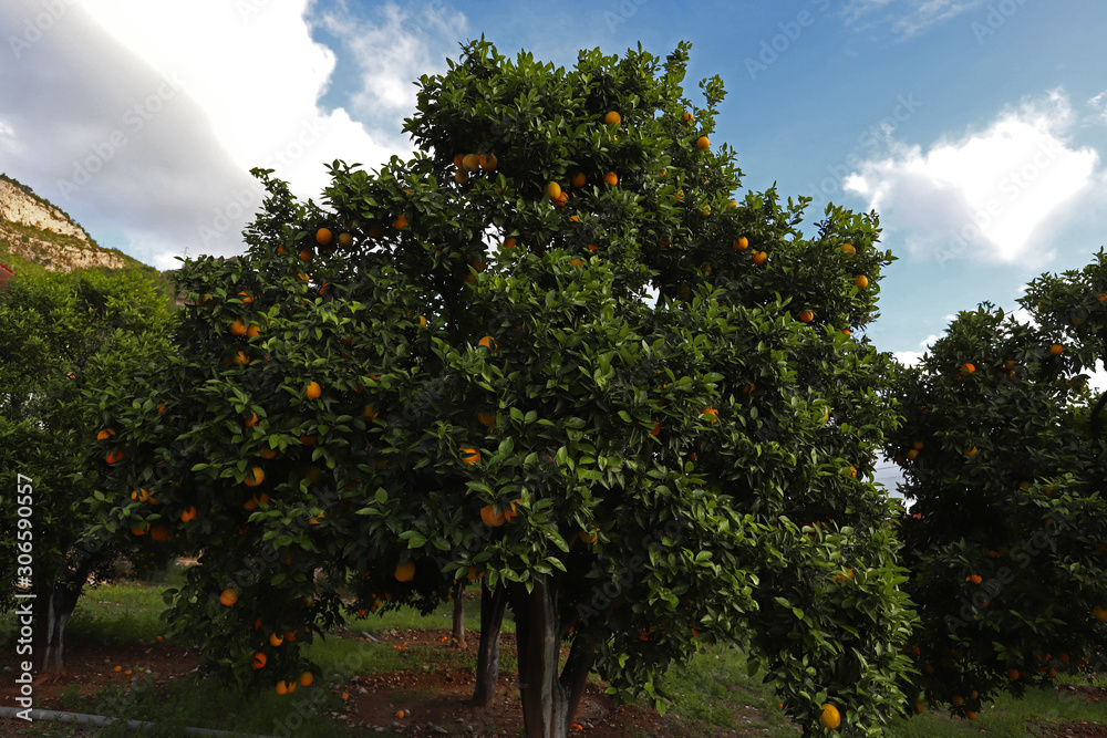 Fototapeta premium orange trees