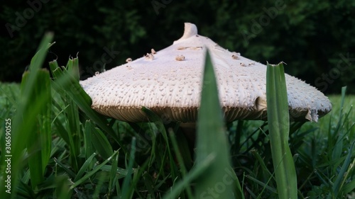 Spring mushrooms growing wild