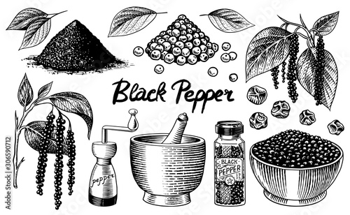 Black pepper set in Vintage style. Mortar and pestle, Allspice or peppercorn, Mill and dried seeds, a bunch of spices. Herbal seasoning for cooking. Engraved hand drawn vector sketch for background