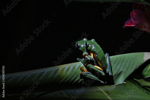 red-eyed tree frogs mating by night photo