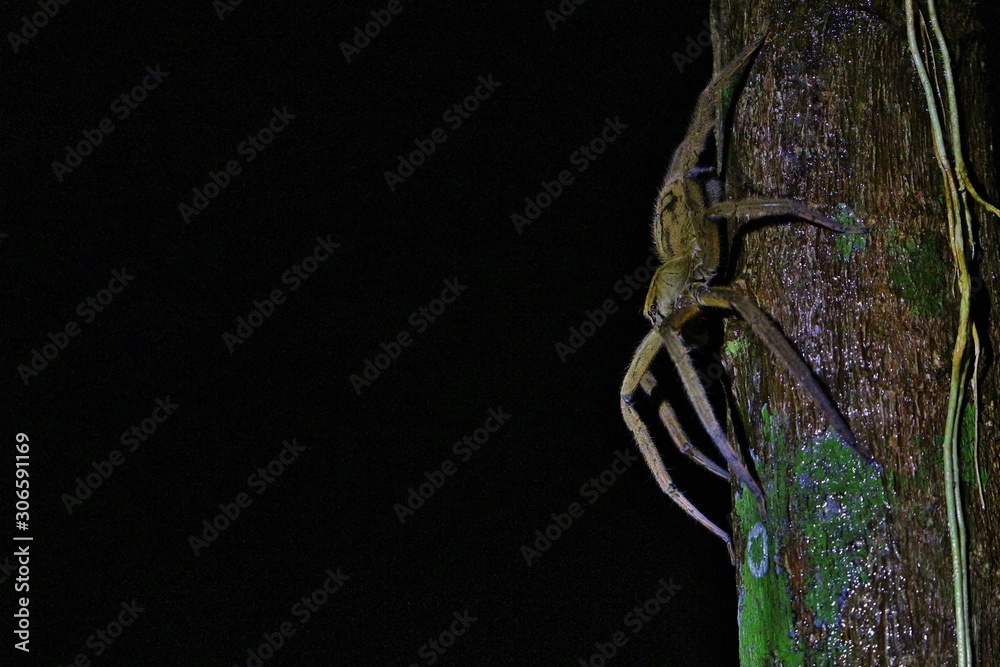 Obraz premium red-eyed tree frog by night