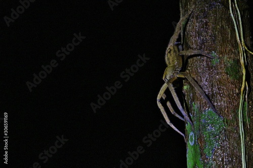 red-eyed tree frog by night photo