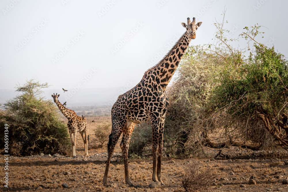 Fototapeta premium Giraffe in serengeti national park tanzania africa