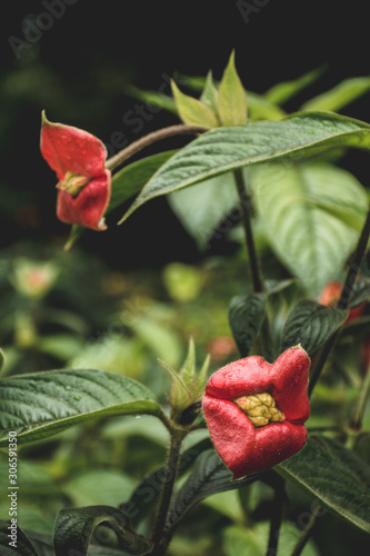 Hot lips plant, Psychotria elata, in bloom in Costa Rica