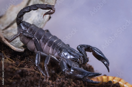 Scorpio Heterometrus petersi