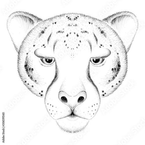 The Vector logo  chita for tattoo or T-shirt design or outwear.  Hunting style tigers print on black background. This drawing is for black fabric or canvas.