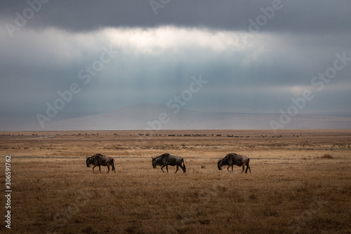 Three wildebeests in the wilderness © Boaz