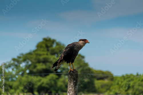 Carancho perched on a wiring pole in a field in Argentina. photo