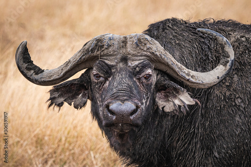 Buffalo in Ngorongoro
