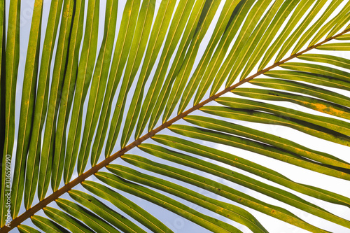 Gros plan de palmier au soleil