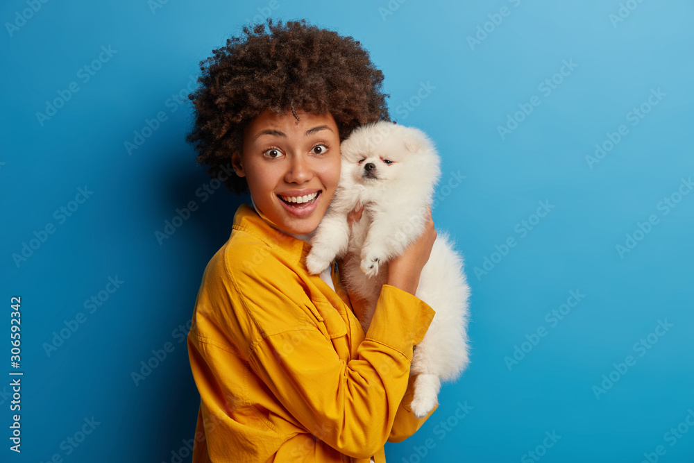 Little pedigree pet takes rest at home in womans hands. Happy animal owner poses with her new friend, glad after vet examining that dog is healthy, wears yellow shirt, isolated on blue wall. Little pedigree pet takes rest at home in womans hands. Happy animal owner poses with her new friend, glad after vet examining that dog is healthy, wears yellow shirt, isolated on blue wall.