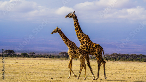 Wildes Giraffenpärchen
