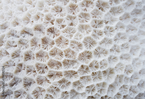 Fototapeta Naklejka Na Ścianę i Meble -  white coral texture as a natural background