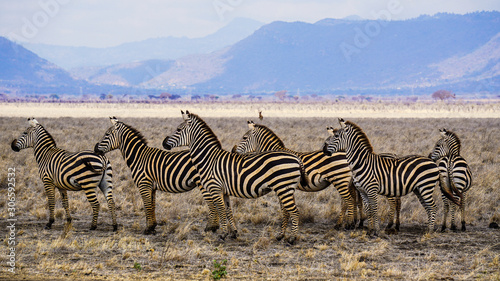 Wilde Zebras  photo