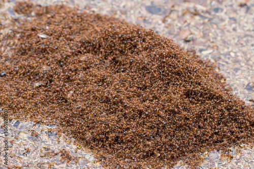 A large pile of floating fire ants photo