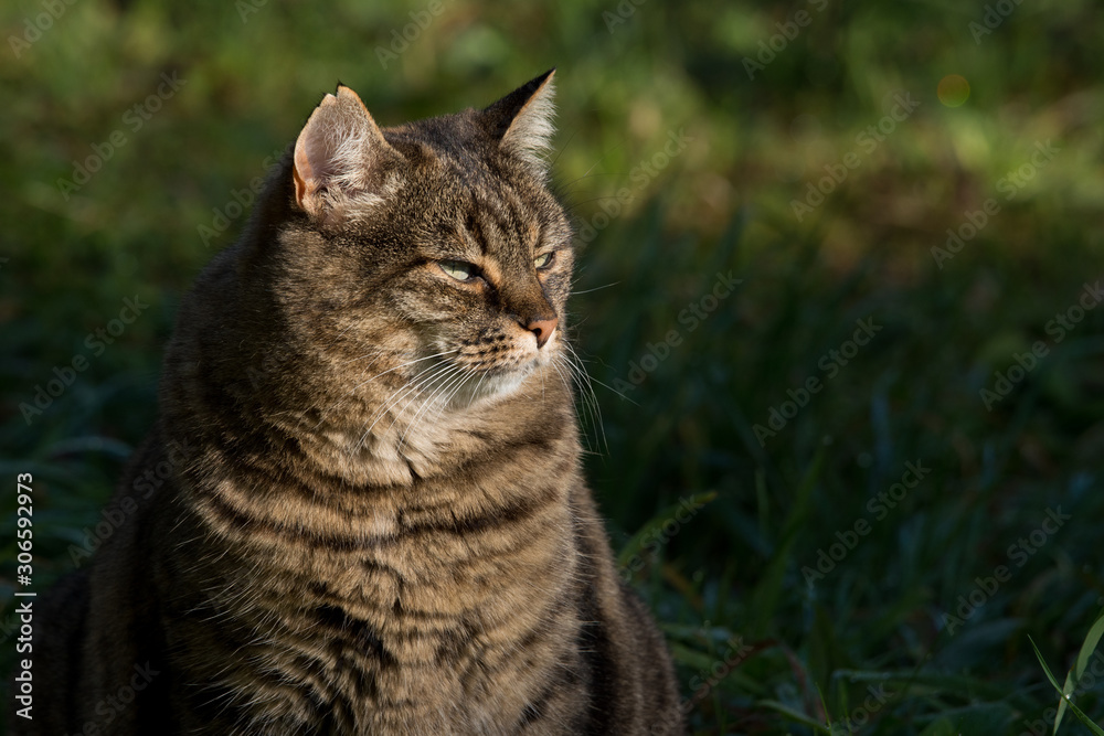 Hauskatze auf Wiese im Herbst 1 Hauskatze auf Wiese im Herbst 1