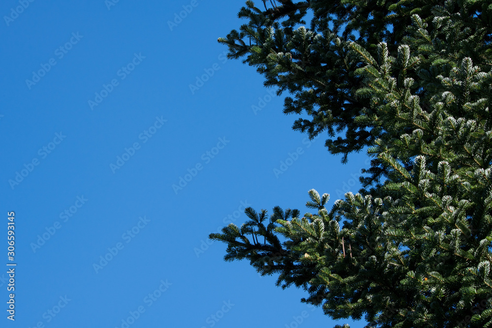 Blautanne auf blauen Himmel rechtsseitig