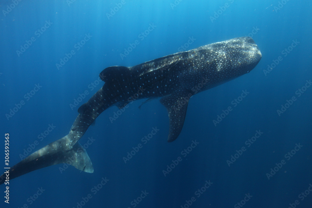 Naklejka premium requin baleine
