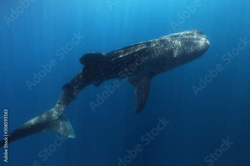 requin baleine