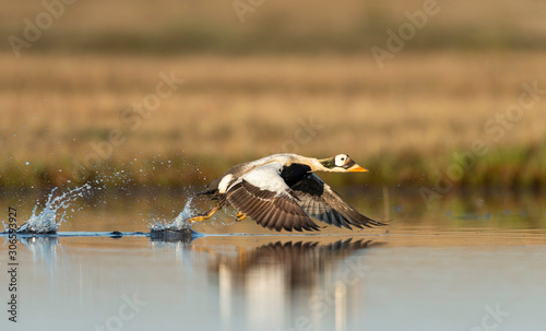 Canvastavla Spectacled Eider (somateria fischeri) in flight, Barrow Alaska
