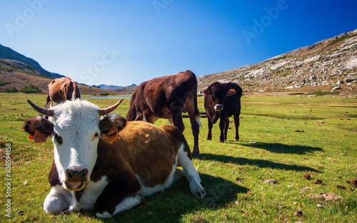 mucche al pascolo al Lago di Nino photo