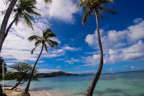 Fototapeta Naklejka Na Ścianę i Meble -  palm tree on tropical beach