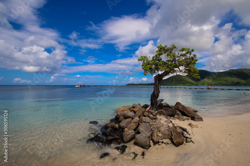 Arbre solitaire sur un îlot rocheux à la Pointe Marin en Martinique, entouré par une eau turquoise et un paysage tropical enchanteur photo