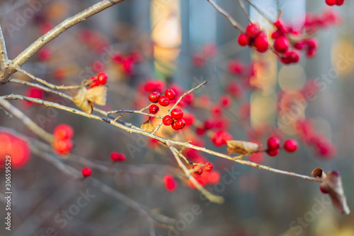 red berries on a branch in autumn