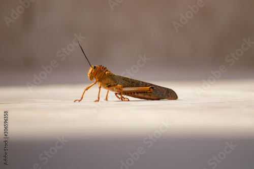 Close up of Mexican grasshopper 