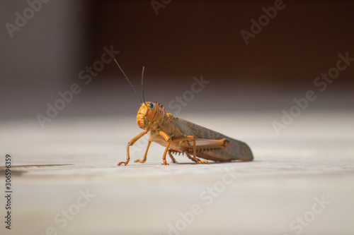 Close up of Mexican grasshopper  © Julian