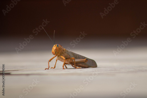 Close up of Mexican grasshopper  © Julian