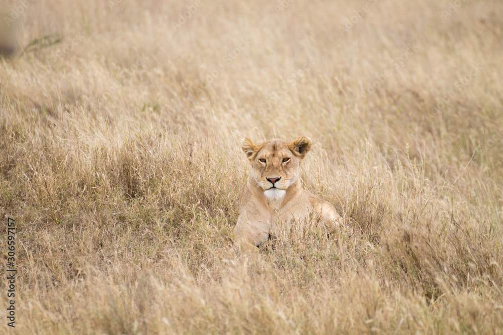 Lioness close up. Serengeti National Park, Tanzania, Africa Lioness close up. Serengeti National Park, Tanzania, Africa