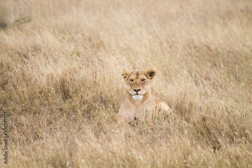 Lioness close up. Serengeti National Park, Tanzania, Africa