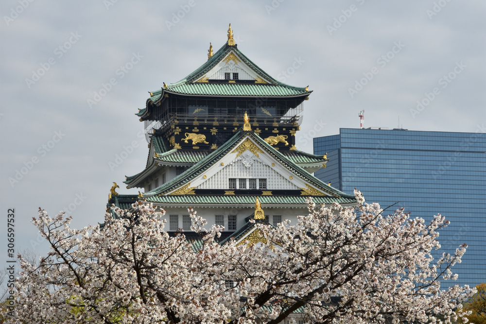 Fototapeta premium 天守閣と桜
