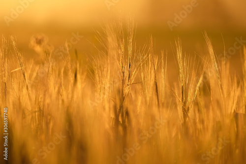 Close up blurred defocused grass and winter rye field against sunlight at sunset. Warm glowing natural light during golden hour background and wallpaper.
