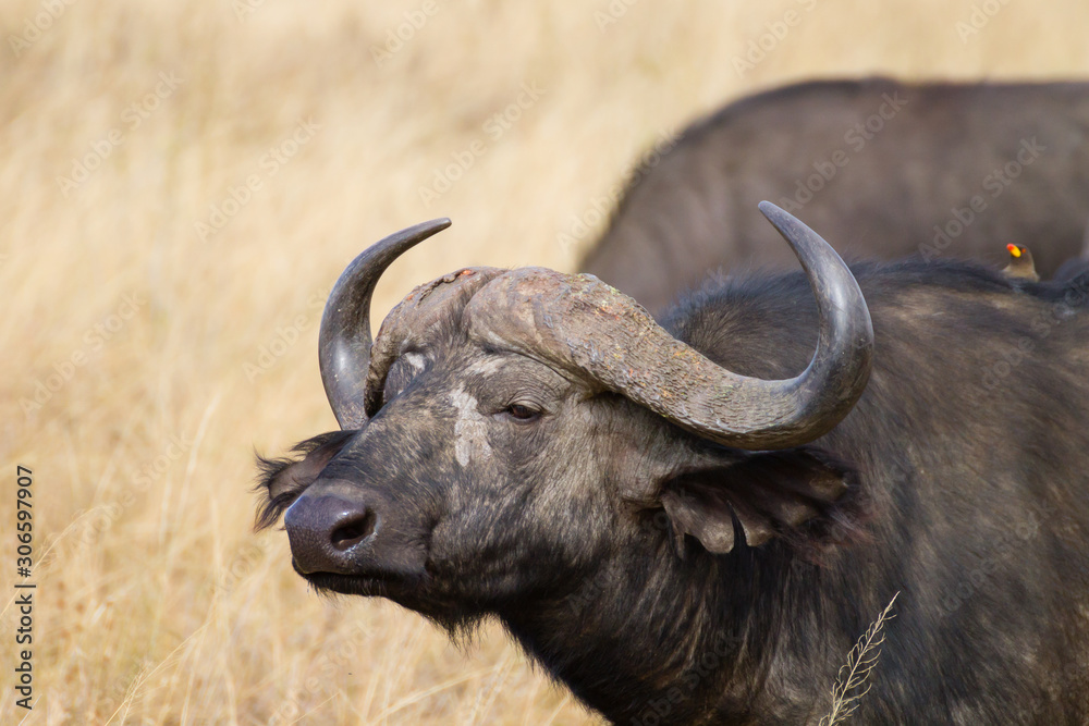 Cape buffalo from Serengeti National Park, Tanzania, Africa Cape buffalo from Serengeti National Park, Tanzania, Africa