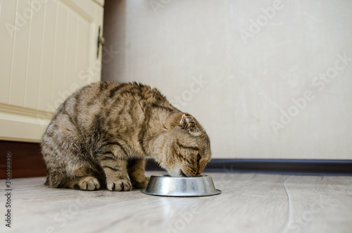 Scottish fold eats dry food from a bowl