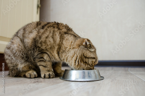 Scottish fold eats dry food from a bowl