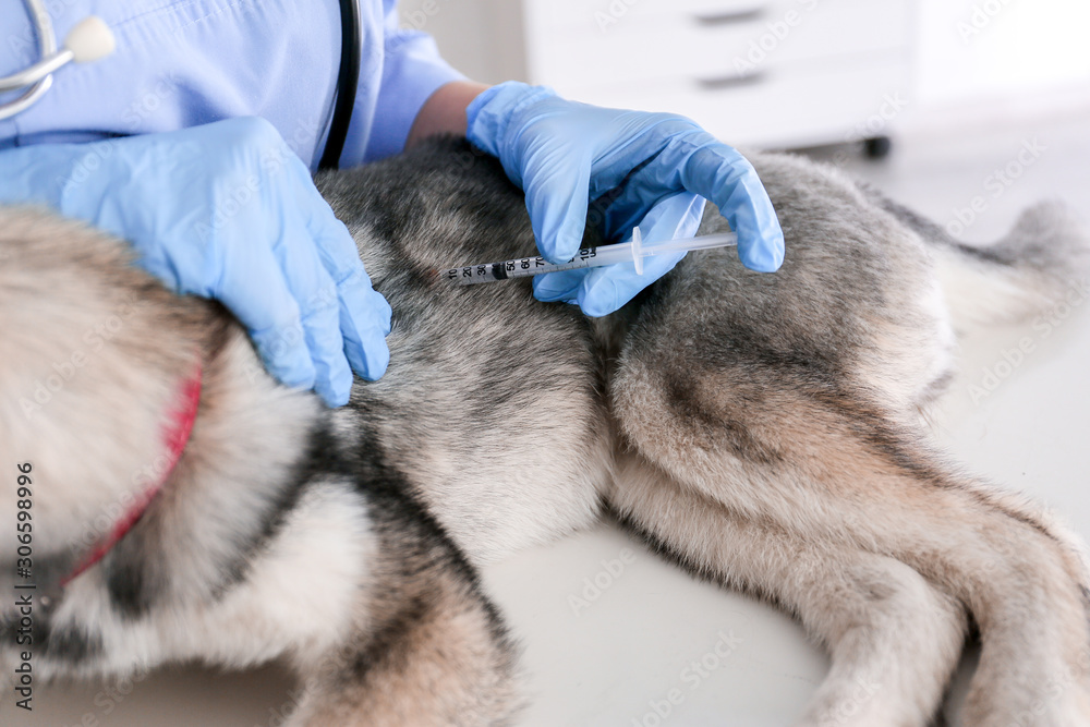 Veterinarian vaccinating cute puppy in clinic Veterinarian vaccinating cute puppy in clinic